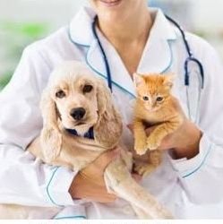 sumitrap5's profile picture. Veterinarian