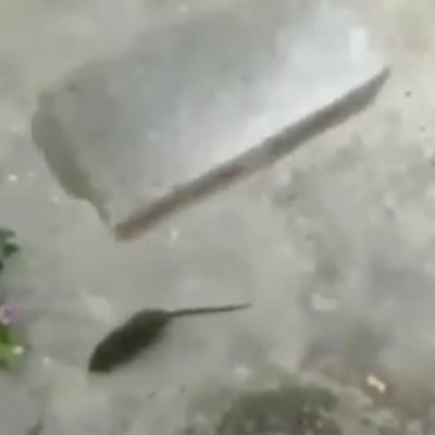 Juoranii's profile picture. The rat fucking dies.