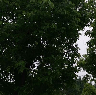 xiaohuan1988's profile picture. 