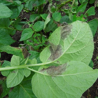 Las alertas temprana ayudan a realizar un control oportuno y eficiente del tizón, disminuyendo el uso de pesticidas, los costos y la contaminación ambiental.