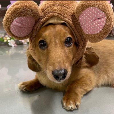 犬者ピースさんのプロフィール画像