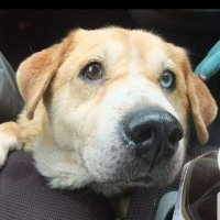 弱ペダ風配達員KENKEN (@kenken_uber2102) Twitter profile photo