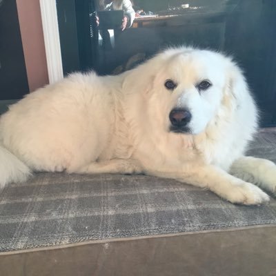 Great Pyrenees, Age 7, Rescued March 27, 2021, and love my new Basset Hound brother and my new Mom.
