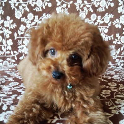 wsKhdRb9BNh8VEH's profile picture. 神社、お寺巡りをして御朱印をいただいています。
最近はFANTASTICSの八木勇征くんにハマっています。
よろしくお願いいたします。