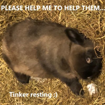 Bun mum 2 14 rescued abused buns saved from a bak st breeder doin all I can 2 give them the life they so deserve. Please can you help me 2 help them! 🐰❤️🌈