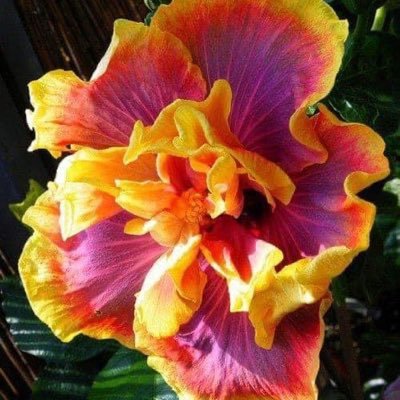 katwebb_5's profile picture. soccer coach, mom, pet lover 🥰