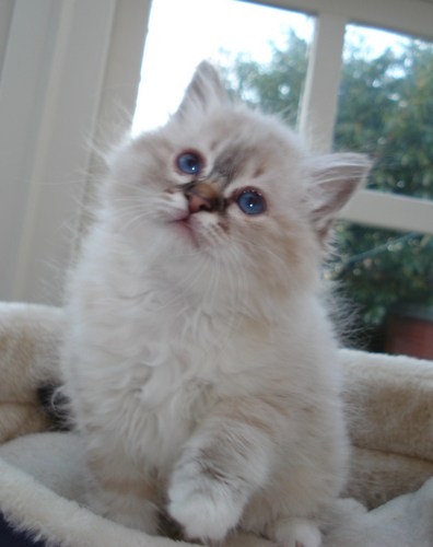 I am beautiful, loving and playful! Come join us to see what we Birmans really get up too!