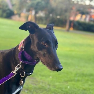 We are retired and have got two humans. Mostly busy with snoozies, roachies, zoomies and cuddles. And eating dinners.