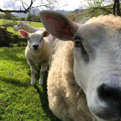 Researcher at SRUC. Big fan of all things 🐏🐑 at work & on the family farm in Argyll. Often found outside trying to take a decent photo 📸⛰