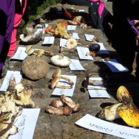 SOCIEDAD MICOLOGICA GRAN CANARIA (@smgc_fungi) 's Twitter Profile Photo SOCIEDAD MICOLOGICA GRAN CANARIA (@smgc_fungi) 's Twitter Profile Photo
