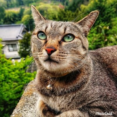 田中徳和と言います。インスタグラムもしているのでよろしくお願いいたします。
アカウント名
キジトラ猫ミミ、b7879era3590