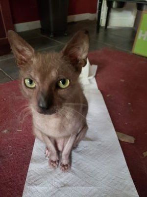 Lavercam2's profile picture. 