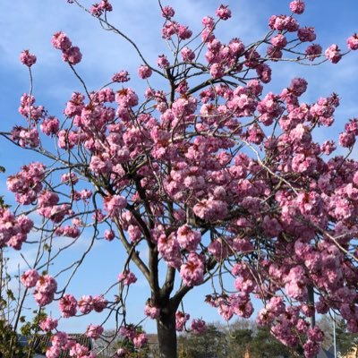 mahwish_ejaz's profile picture. Plant biologist @slcuplants