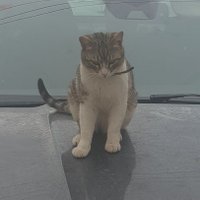 CryptoCat (@cryptodanylo) 's Twitter Profile