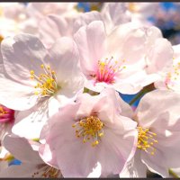 🌸櫻音🌸(📛🎷🕵️‍♀️🖐️👮❤️) (@smile5saku) Twitter profile photo