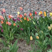 Kari Clark (@and_liberty4all) Twitter profile photo