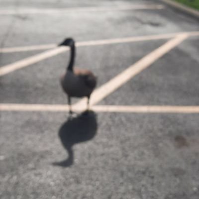 I'm a duck.さんのプロフィール画像