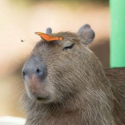 There's only 3 rules:
1. Be kind to Capybaras
2. Follow this account
3. Be happy ;)

#capybara #capybaras