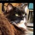 Jasmine the Maine coon cat (@Jasminethecat6) Twitter profile photo