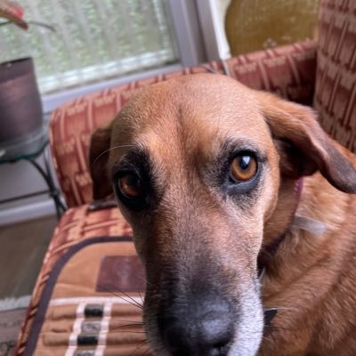 scond96632151's profile picture. Lincolin Bio.