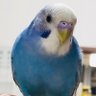 HeWZ2qSqTZamy9W's profile picture. 2021年2月生まれのセキセイインコを3月20日から飼い始めました🕊️ 少しずつお喋りするようになりました✨
無言フォロー失礼します🙇