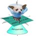 Dog On A Swing guy (@ed_ritchie) Twitter profile photo Dog On A Swing guy (@ed_ritchie) Twitter profile photo
