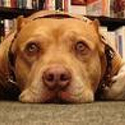 Amaalosanimales's profile image