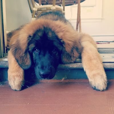 Hi! My name is Follow Your Arrow Winnie, I am a leonberger and I was born April 28, 2020 in New Jersey. I am a super dog and I am CGC certified.