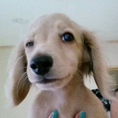 へろりんモナカさんのプロフィール画像