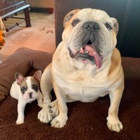 Rudy and Reggie (@rudyandreggie) 's Twitter Profile