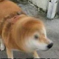 黑皮仔 (@85778628dd) 's Twitter Profile