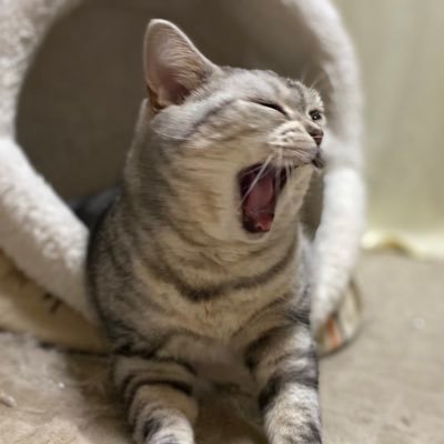 Naonaorhythm's profile picture. 音楽、ピアノ、犬猫好き、トリマー。アメショーの虎太郎(ブラウン)小雪(シルバー)と暮らしています♪