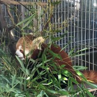 にゃー (@ystk02) 's Twitter Profile