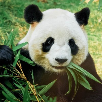 PandaSLT