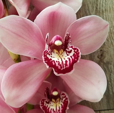 MirandaLelieve1's profile picture. Betrokken met en aandacht voor alles wat me raakt. Milieu & Duurzaamheid & Kwaliteit