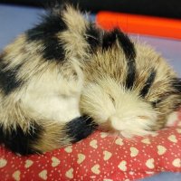 Masato Takano (@norasuzu) 's Twitter Profile Photo