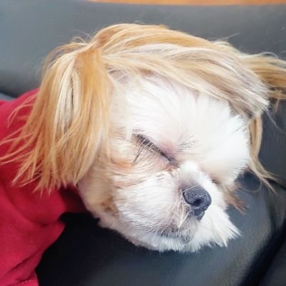 Gulatte1's profile picture. ㅎㅇㅂ 쳐망하는 날까지 존버 😎