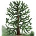 Monkey Puzzle Genealogy Research (@monkeypuzzlegen) Twitter profile photo Monkey Puzzle Genealogy Research (@monkeypuzzlegen) Twitter profile photo