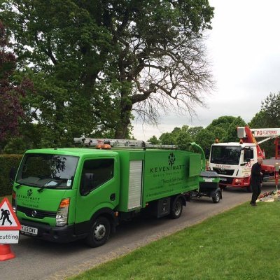 TreeLtd's profile picture. Caring for tree's throughout the Southeast for over 35 years- covering anything from small Hedges to giant Redwoods, and everything in-between 🌳🌲🌿