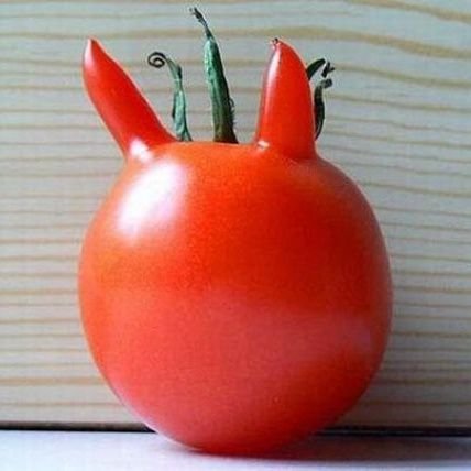 Pomidor84