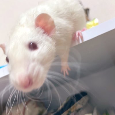 ある日カインズホームで🐁と出会い、見事に🐁沼へと落ちた夫婦の片割れ（たまにもう1人も）が発信しています。無言フォロー失礼します🤲