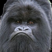 Vigilius Simiensis (@simiensis) 's Twitter Profile