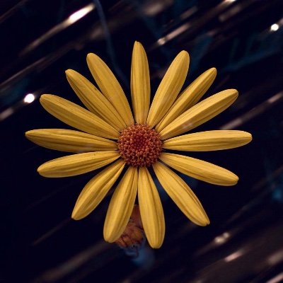 gracielasobcas's profile picture. 