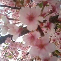 はるあ (@icx5ethssgs6mgw) 's Twitter Profile