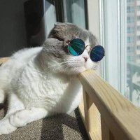Crazy Milo (@crazymilo1) 's Twitter Profile
