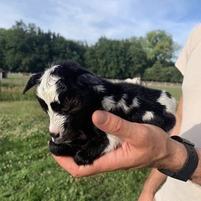 0gabita's profile picture. raton