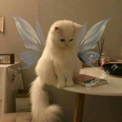 Enriqqueeeh's profile picture. .