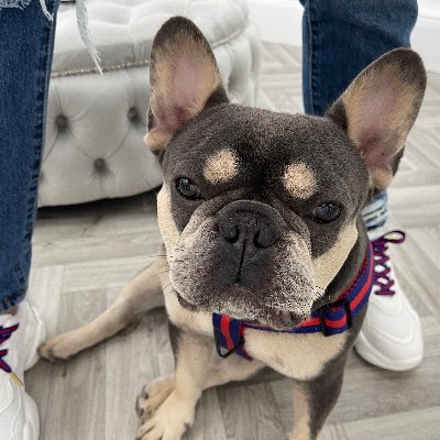 🔥Trend Setter 😁Happiness Provider 💌DM for Collaborations 📲Single 🧸Mummies Boy 📸Born to Model 📍London, UK #frenchbulldog #dogmodel #doginfluencer