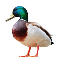 Stel je niet aan 🦆(@FCPolderen) 's Twitter Profile Photo