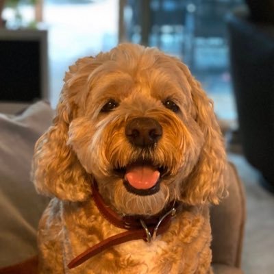 ZachFaust13's profile picture. 